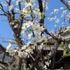 スモモ