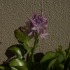 ホテイアオイは強いと聞いていましたけど本当に強い。
