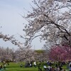 舎人公園でお花見
