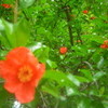 サン＝テグジュペリのバラの花