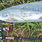 21年9月3日浜益アキアジ 鮭 あごひげりゅーごの一魚一会