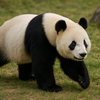 ジャイアントパンダの絶滅危惧種としての現状と私たちができる支援