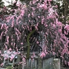 道明寺天満宮に梅の花見へ！梅の木の頭がみれました