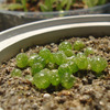 2024年春蒔きの実生苗の様子