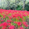 松山市窪野の彼岸花群生地へ！