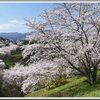 お花見ウォーキング＜その5＞（2026.04　Ｎｏ.03）
