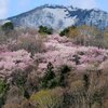 雪山と桜