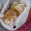 モアモアベッドから出た後、だよ