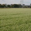 蕎麦の花（近江八幡）