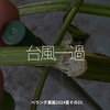 2506食目「台風一過」ベランダ農園2024夏その21