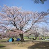 武蔵野中央公園_桜（東京都武蔵野市）