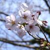 里山の木の花：３月末