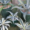 【アガベ紹介 ２】アガベ アメリカーナ Agave americana