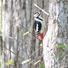 PowerShot SX70 HS野鳥を撮ってきました