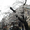 あ゛っ！？という間に満開になってしまった2023年3月末の桜模様。
