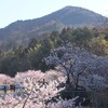 早咲きの桜　春めき桜