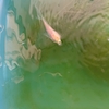 ベランダ金魚の青水が退化する
