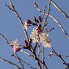 冬桜