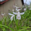 土手の5月の植物「もう防草シート、張ってるよ。」ｂｙ夫