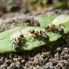 最強のアリ駆除～アリメツの効果は？家の中の黒アリにはアリメツが一番効きました