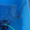 新しい沈下性のエサを探す金魚 