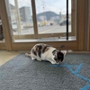 きょうのヤズ（231）