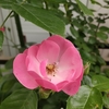 花盛り　2