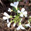 アラビス プロクレンス グラシアの白い花