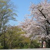 桜橋_境浄水場付近・・桜・・土筆も・・（東京都武蔵野市）