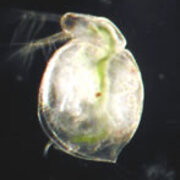 推しメン プランクトン The Center Of Plankton 推しメン プランクトン The Center Of Plankton