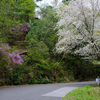 春の野草＆木の花　〜今週の荒神山　〜