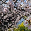 桜の名所で桜を見る旅のアイデア（青森　弘前城）