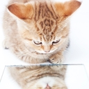 猫と一緒・・・まったり部屋