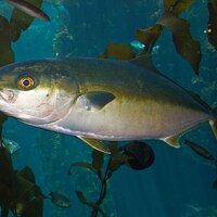 ヒラマサとブリの違いはこれが分かると1発です 特徴の違いをわかりやすく解説します 金属遊び研究会 Fisherman Ryo ヒラマサとブリの違いはこれが分かると1発です 特徴の違いをわかりやすく解説します 金属遊び研究会 Fisherman Ryo