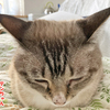 猫と神様のイカ耳コミュニケーション