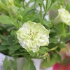 「グリーンプラザ山長（奈良県生駒市） - 八重咲きペチュニアおすすめ5選｜夏の寄せ植え・鉢植えに使いたいおしゃれな花苗特集（2026年6月7日）」