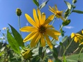 あちこちに秋の花咲く上味見。