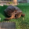 産卵活動を忘れてしまった？クサガメしゅうこ🌼さん🐢病院へ駆け込んだ日