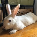 とさかの巣