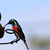 オオゴシキタイヨウチョウ(Greater Double-collared Sunbird)