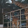 熊本市動植物園、夜間開園始まる