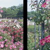 神代植物公園へ行ったのだが・・・現像ミスをした