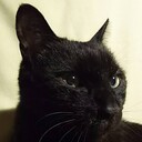 黒猫の額：ペットロス日記