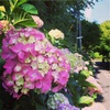【鎌倉トレラン】アジサイが見頃になってきました（2016年6月）