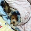 寒がりニゴちゃん
