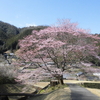 昨日、学校に行きました！