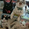 『おばちゃんちの猫ネコさん』を紹介するにゃ 2