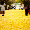 冬雨の庭