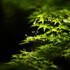 Nature snap #65
