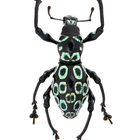 01112 カタゾウムシ　10種セットＢ 01112 カタゾウムシ 10種セットB 標本